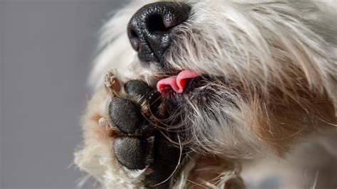 cane che si lecca ossessivamente le zampe